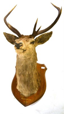 Lot 376 - Red Deer (Cervus elaphus), Fasnakyle 1920, head mount, 7 (3+4) points, tip to tip 43cm, on...