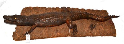 Lot 378 - Alligator (Alligator), circa 1930, full mount, in running pose with open jaw, 103cm long, upon...