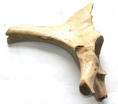 Lot 381 - A Mammoth Pelvic Bone, Abingdon, Oxfordshire, Horizon-Pleistocene Devensian, 33cm high