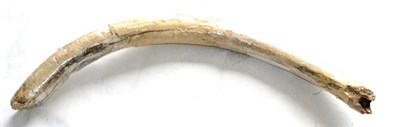 Lot 382 - A Mammoth Tusk Section, Abingdon, Oxfordshire, Pleistocene-Devensian 110cm long