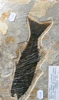 Lot 383 - Fossil Fish, species possibly Mioplosis, Eocene 58 million years, location: Green River Region,...