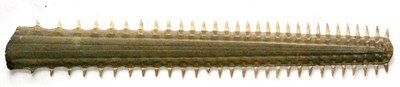 Lot 392 - Sawfish Rostrum (Pristidae spp), circa 1900, 31 teeth, 71cm long, 12cm wide  With CITES A10...