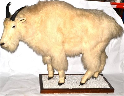 Lot 393 - Rocky Mountain Goat (Oreamnos americanus), full mount, standing and turning to the left, on...