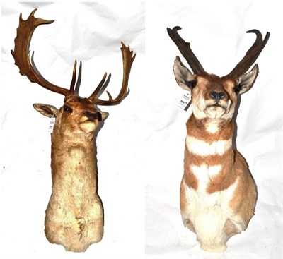 Lot 394 - Fallow Deer (Cervus dama dama), shoulder mount, 22 (10+12) points, tip to tip 42cm; and...