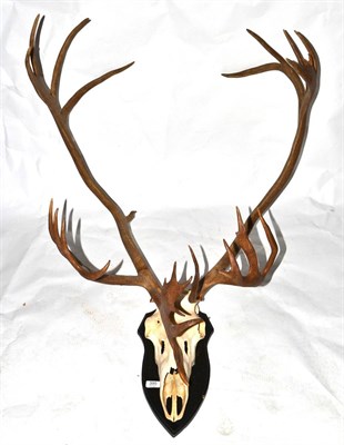 Lot 395 - Caribou, antlers on upper cut skull, 28 (16+12) points, 29cm point to point, on wood effect shield