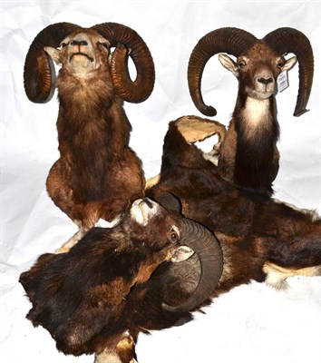 Lot 396 - Mouflon (Ovis orientalis orientalis), modern, three shoulder mounts, one with attached skin