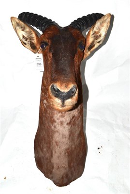 Lot 398 - Tsessebe (Damaliscus lunatus), by Matabeleland Taxidermist, Bulawayo, Zimbabwe, modern,...