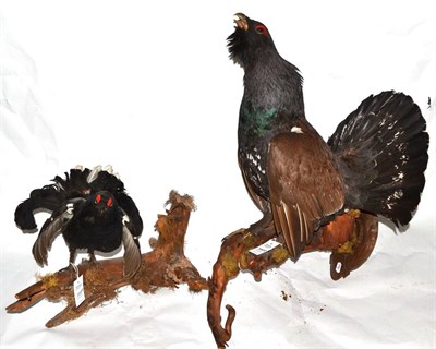 Lot 399 - European Capercaillie (Tetrao urogallus), modern, full mount, naturalistically modelled perched...