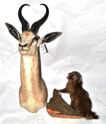 Lot 400 - Springbok (Antidorcas marsupialis), circa 1970, shoulder mount, 54cm from the wall; and Raccoon...