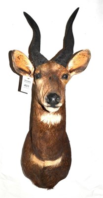 Lot 401 - Bushbuck (Tragelaphus scriptus), late 20th century, shoulder mount, 51cm from the wall