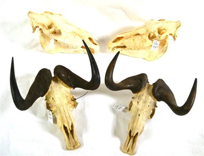 Lot 402 - Black Wildebeest (Connechetes gnou), horns on upper skull, two specimens, 48cm and 46.5cm long; and