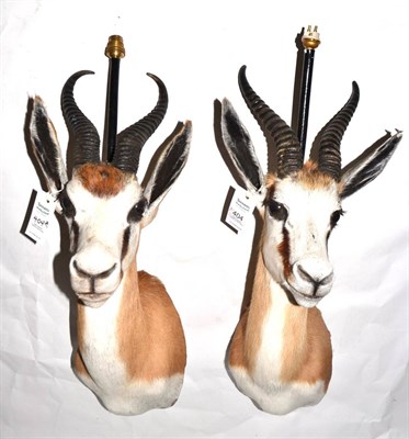 Lot 404 - Springbok (Antidorcas marsupialis), two shoulder mounts, adapted as wall lights, with metal tubular