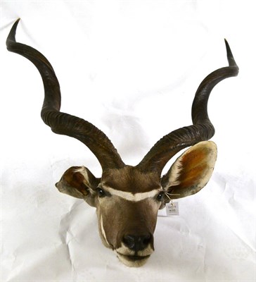 Lot 405 - Greater Kudu (Tragelaphus strepsiceros), head mount, overall height 115cm, horns tip to tip 56cm