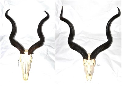 Lot 407 - Greater Kudu (Tragelaphus strepsiceros), horns on upper skull, total length including skull...