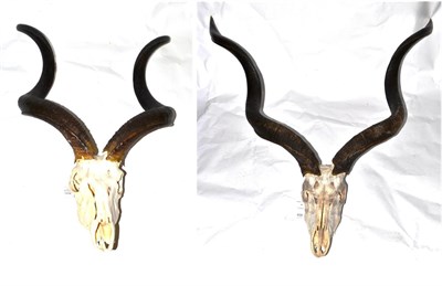 Lot 408 - Greater Kudu (Tragelaphus strepsiceros), horns on upper skull, total length including skull...