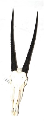 Lot 409 - Gemsbok Oryx (Oryx gazella), horns on upper skull, overall length including skull 122cm