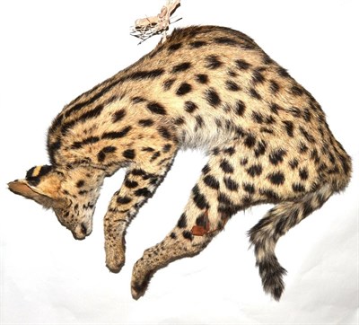 Lot 411 - Serval (Leptailurus serval), full mount, in prey pouncing pose, 60cm long, 47cm high, with...