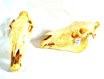 Lot 412 - Two Burchell's Zebra Skulls