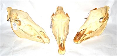 Lot 413 - Three Burchell's Zebra Skulls