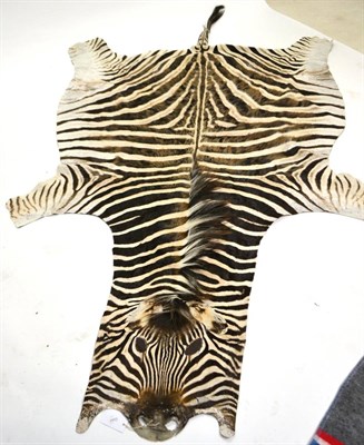 Lot 414 - Burchell's Zebra (Equus quagga burchellii), skin rug, overall length 296cm