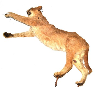 Lot 416 - Caracal (Caracal caracal), late 20th century, full mount, in prey-catching pose, jaw agape,...