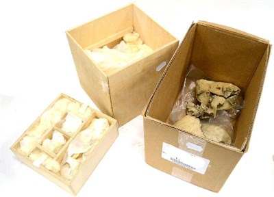 Lot 145 - Adam Rouilly & Co Disarticulated Human Skull packed in original wooden box