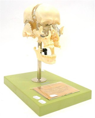 Lot 146 - Adam Rouilly & Co Artificial Exploded Human Skull mounted on plastic base with booklet,...