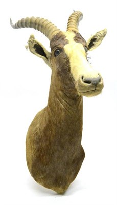 Lot 330 - Blesbok (Damaliscus albifrons), by Nico van Rooyen Taxidermy Ltd, South Africa, numbered 11321,...