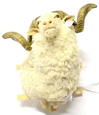 Lot 333 - Merino Sheep, modern, shoulder mount, with attractive coiled horns, 52cm from the wall