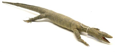 Lot 334 - Lizard, circa 1920, species unknown, full mount, 89cm long