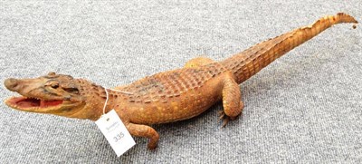 Lot 335 - Alligator (Alligator), circa 1930, full mount, 91.5cm long