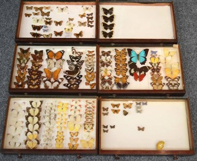 Lot 338 - An Early 20th Century Stained Wood Eight Drawer Chest of World Butterflies, including fourteen...