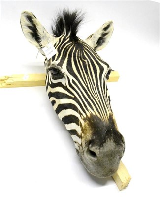 Lot 339 - Burchell's Zebra (Equus burchelli), flat-back head mount, 60cm long, 23cm from the wall