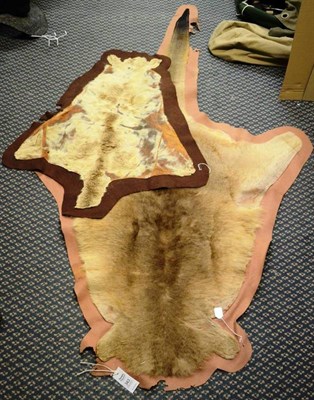 Lot 343 - Red Kangaroo (Macropus rufus), probably mid 20th century, flat skin rug, felt backed, 184cm...