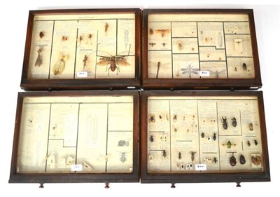 Lot 344 - Four Mahogany Glazed Drawers, containing various Order of Insects, including Coleoptera...