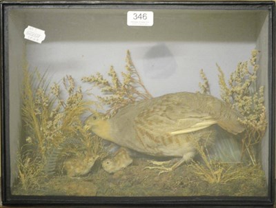 Lot 346 - Partridge (Alectoris rufa), early 20th century, full mount, with two chicks amongst grasses and...