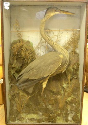 Lot 347 - Grey Heron (Ardea cinerea), circa 1910, full mount, standing amongst faux rocks, moss and...