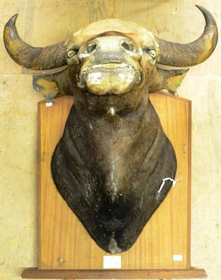 Lot 348 - Gaur (Bos gaurus), circa 1910-20, shoulder mount, right horn 59cm, left horn 61cm, tip to tip...