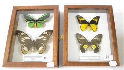 Lot 349 - Butterflies, male and female of each species, comprising Ornithoptera Victoriae Reginea and Troides