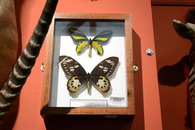 Lot 350 - Butterflies, male and female of each species, comprising Ornithoptera Tithonus Waigeuensis and...