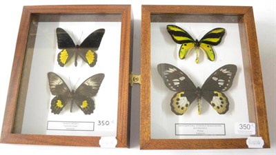 Lot 351 - Butterflies, male and female of each species, comprising Ornithoptera Priamus Poseidon and...