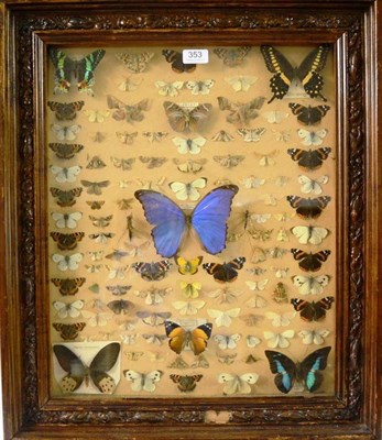 Lot 353 - A Large Framed Collection of Mainly Foreign Butterflies, Moths and Insects, probably mounted...