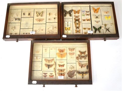 Lot 354 - A Mahogany Glazed Drawer, containing Lepidoptera display, circa 1970's/80's, including Marsh...