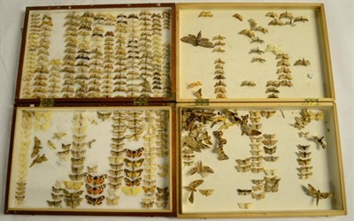 Lot 355 - Two Wood Storage Boxes containing Diverse Moths