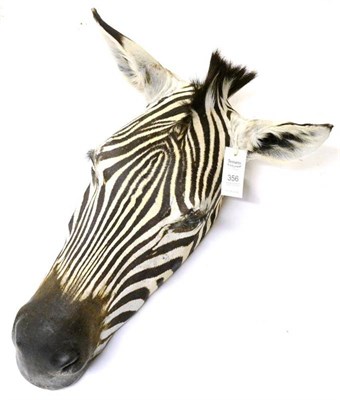 Lot 356 - Burchell's Zebra (Equus burchelli), flat-back head mount, 56cm long, 25cm from the wall