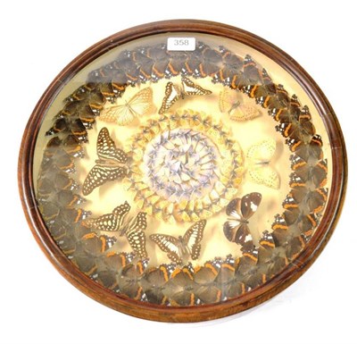 Lot 358 - A Late Victorian Montage of Butterflies, in a glazed circular case, including thirty-seven Red...