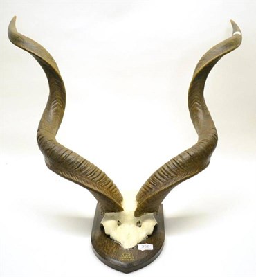 Lot 359 - Greater Kudu (Tragelaphus strepsiceros), Boramo, Somaliland, circa 1930, by Edward Gerrard &...