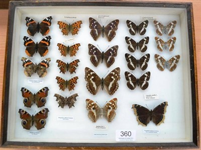 Lot 360 - A Case of Twenty-Two English Butterflies, including: Red Admiral (x3), Peacock (x2), Comma...