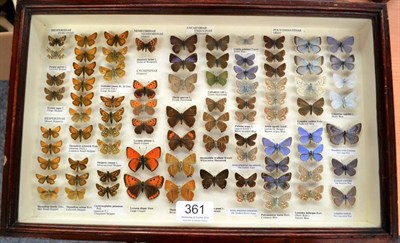 Lot 361 - A Case of British Butterflies, including Hesperidae family, and Lycaenidae, all pre-1981, with...