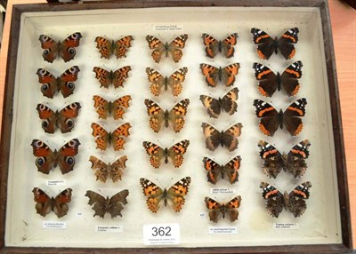 Lot 362 - A Case of British Butterflies, including Nymphalidae family (Vanessids), common British,...